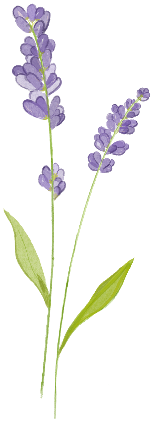 hand drawn lavender